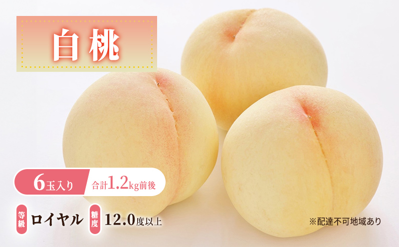 桃 2026年 先行予約 白桃 等級: ロイヤル 糖度12.0度以上 6玉入り 合計1.2kg前後 もも モモ 岡山県産 国産 フルーツ 果物 ギフト