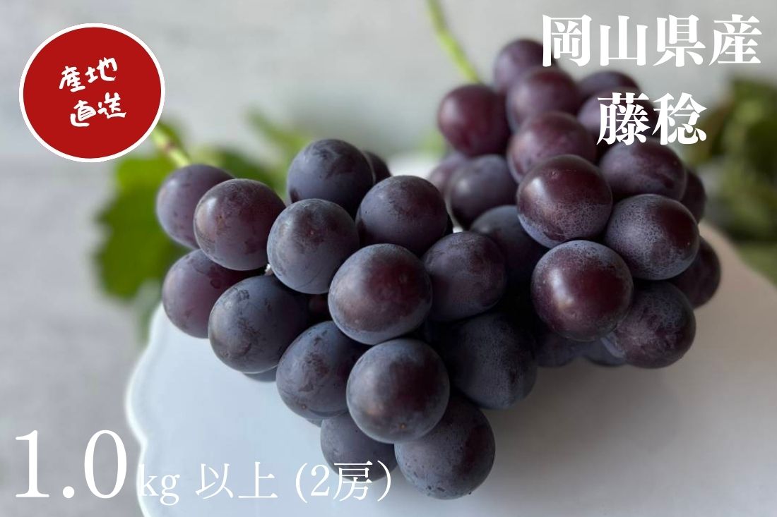 ぶどう 藤稔 2房 合計1.0kg以上 産地直送 朝採れ ぶどう 葡萄 岡山 Kawahara Green Farm 岡山県産 2026年