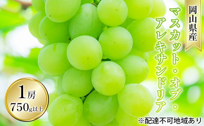 ぶどう 2026年 先行予約 マスカット・オブ・アレキサンドリア 1房 750g以上 贈答用 ブドウ 葡萄  岡山県産 国産 フルーツ 果物 ギフト