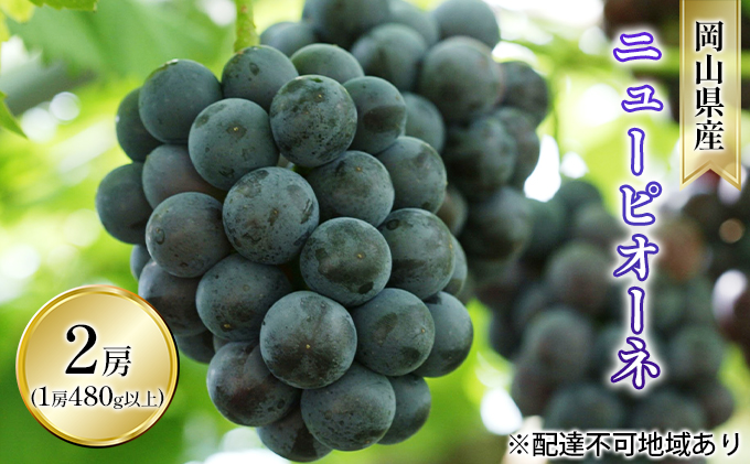 ぶどう 2026年 先行予約 ニュー ピオーネ 2房入り（1房 480g以上 ハウス栽培） ブドウ 葡萄  岡山県産 国産 フルーツ 果物 ギフト