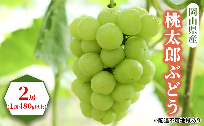 ぶどう 2026年 先行予約 桃太郎 ぶどう 2房（1房480g以上） ブドウ 葡萄  岡山県産 国産 フルーツ 果物 ギフト