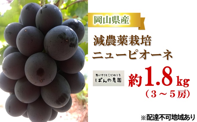 ぶどう 2026年 先行予約 ニューピオーネ 約1.8kg 3～5房 減農薬栽培 ブドウ 葡萄 岡山県産 国産 フルーツ 果物 ギフト ばんの農園 種なし 種無しぶどう 果物類 爽やか 酸味 コク