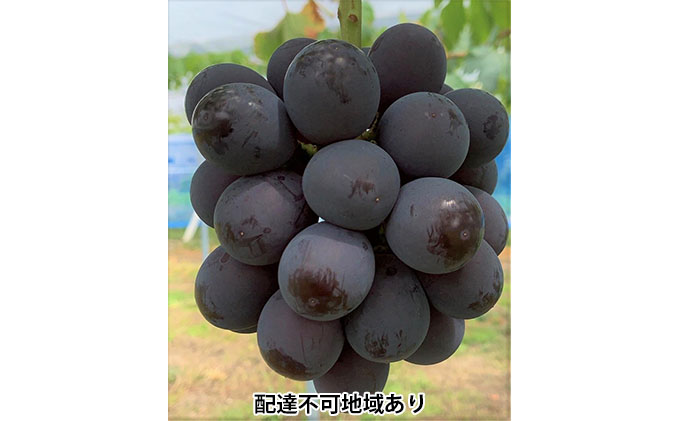 ぶどう 2026年 先行予約 ニュー ピオーネ 4房 合計2kg以上 ブドウ 葡萄 岡山県産 国産 フルーツ 果物 ギフト 河本農園