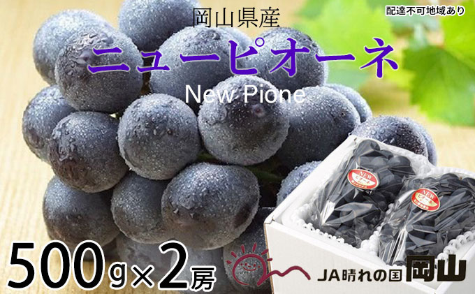 ぶどう 2026年 先行予約 ニュー ピオーネ 約500g×2房 ブドウ 葡萄  岡山県産 国産 フルーツ 果物 ギフト 果物類 ニューピオーネ 酸味 大粒 種なし 人気 高糖度 甘い 果汁