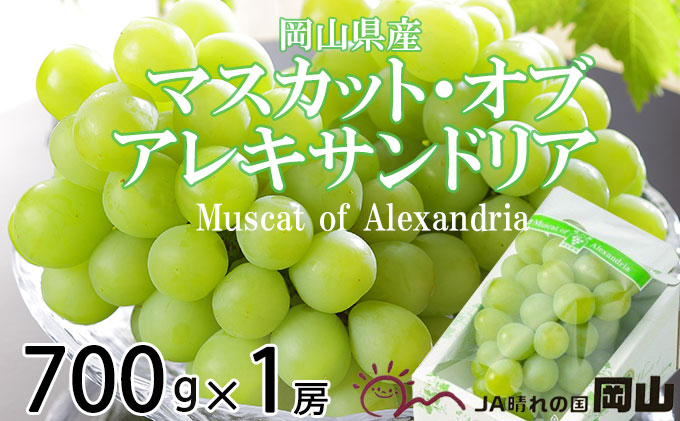 ぶどう 2026年 先行予約 マスカット ・オブ・アレキサンドリア 約700g×1房  ブドウ 葡萄  岡山県産 国産 フルーツ 果物 ギフト 岡山のブドウ デザート 食べ物 日本産