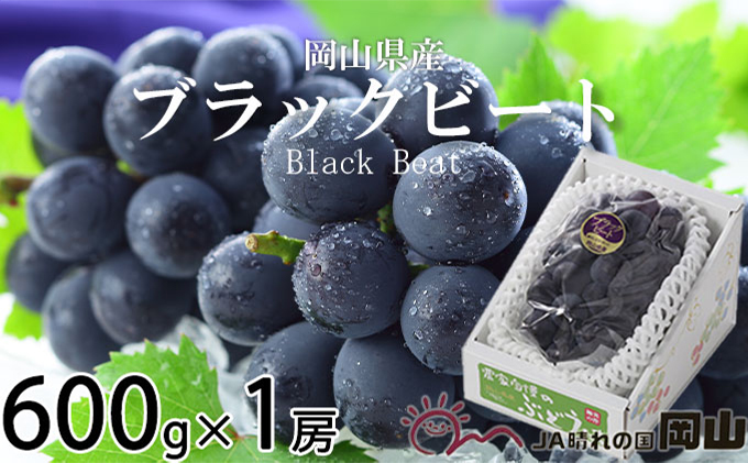 ぶどう 2026年 先行予約 ブラックビート 約600g×1房 ブドウ 葡萄  岡山県産 国産 フルーツ 果物 ギフト 岡山のブドウ デザート 食べ物 日本産