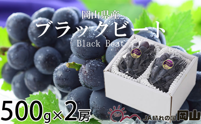 ぶどう 2026年 先行予約 ブラックビート 約500g×2房 ブドウ 葡萄  岡山県産 国産 フルーツ 果物 ギフト 岡山のブドウ デザート 食べ物 日本産
