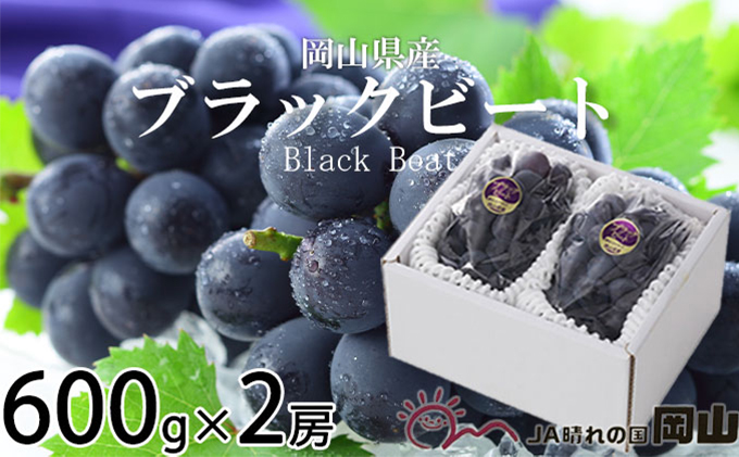 ぶどう 2026年 先行予約 ブラックビート 約600g×2房  ブドウ 葡萄  岡山県産 国産 フルーツ 果物 ギフト 岡山のブドウ デザート 食べ物 日本産