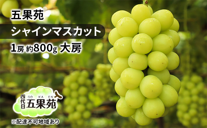 ぶどう 2026年 先行予約 シャインマスカット 1房 約800g 大房 ぶどう フルーツ 果物 贈り物 ギフト 岡山 五果苑 減農薬 甘い 美味しい 人気 種なし 皮ごと ご進物 最適