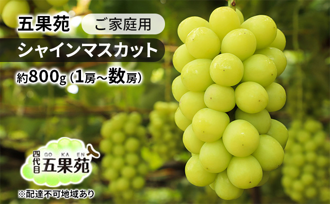 ぶどう 2026年 先行予約 ご家庭用 シャインマスカット 約800g（1房～数房） ぶどう フルーツ 果物 岡山 五果苑 減農薬 甘い 美味しい 人気 種なし 皮ごと デザート おもてなし