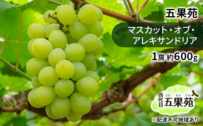 ぶどう 2026年 先行予約 マスカット・オブ・アレキサンドリア 1房 約600g ぶどう フルーツ 果物 贈り物 ギフト 岡山 五果苑 減農薬 甘い 美味しい ご進物 最適 果物の女王 上品 珍しい 酸味