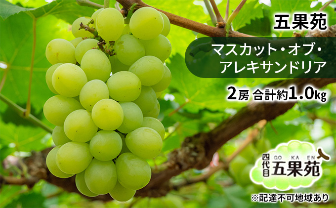 ぶどう 2026年 先行予約 マスカット・オブ・アレキサンドリア 2房 合計約1.0kg ぶどう フルーツ 果物 贈り物 ギフト 岡山 五果苑 減農薬 甘い 美味しい ご進物 最適 果物の女王 上品 珍しい 酸味