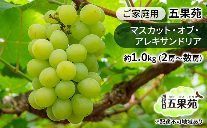 ぶどう 2026年 先行予約 ご家庭用 マスカット・オブ・アレキサンドリア 約1.0kg（2房～数房） ぶどう フルーツ 果物 岡山 五果苑 減農薬 甘い 美味しい デザート おもてなし