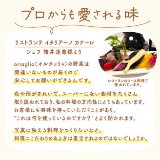 A-229 季節の旬野菜 10品 おまかせセット（農薬・化学肥料不使用）《45日以内に出荷予定(土日祝除く)》---A-229---