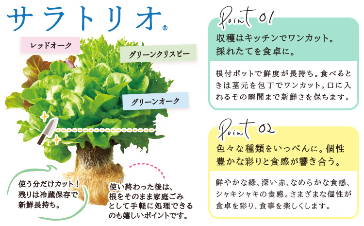 サラトリオ 12個セット 野菜 レタス 3種のレタス グリーンオーク レッドオーク グリーンクリスピー 《30日以内に出荷予定(土日祝を除く)》 JA晴れの国岡山 笠岡アグリセンター 野菜 岡山県 笠岡市---H-58---