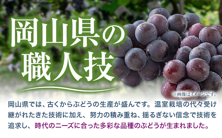 【先行予約】岡山県産 ニューピオーネ 2房 480g以上 ハウス栽培 有限会社ホーティカルチャー神島《7月中旬-8月下旬頃出荷》岡山県 笠岡市 葡萄 果物 厳選出荷 スイーツ フルーツ デザート 種なしぶどう【配送不可地域あり】---H-75---