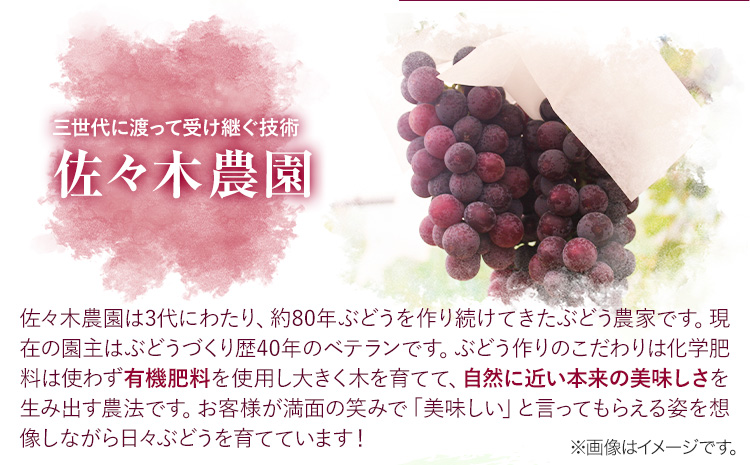 ぶどう 葡萄 岡山県産 紫苑 しえん 大1房 (約750g以上) FARMANIC《9月上旬-10月末頃出荷》岡山県 笠岡市 送料無料 フルーツ 果物 ブドウ 人気品種 お取り寄せフルーツ【配送不可地域あり】---B-98---
