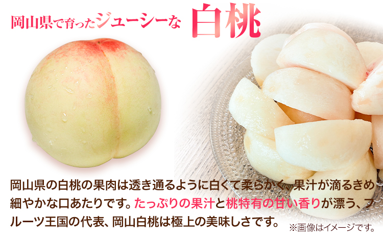 先行受付 岡山県産 白桃 1玉 260g以上 7玉入り ロイヤル 《7月中旬-8月下旬頃出荷》 【配送不可地域あり】---H-64---