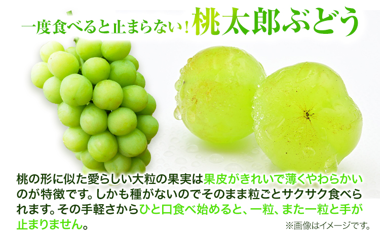 岡山県産桃太郎ぶどう 2房（480g以上）露地栽培 先行受付 《9月上旬-10月下旬頃出荷》【配送不可地域あり】---H-68---