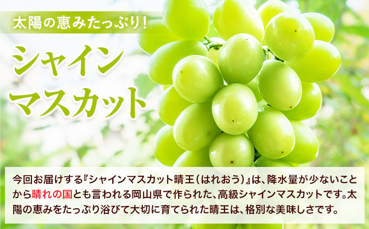 【2026年先行予約】シャインマスカット 晴王 はれおう 4房(1房480g以上) 約2kg 株式会社山博《2026年8月下旬-10月下旬頃出荷》岡山県 笠岡市 晴王 ぶどう マスカット 大粒 フルーツ 秀品 旬 果物 贈り物 ギフト 送料無料【配送不可地域あり】---Y-27a---