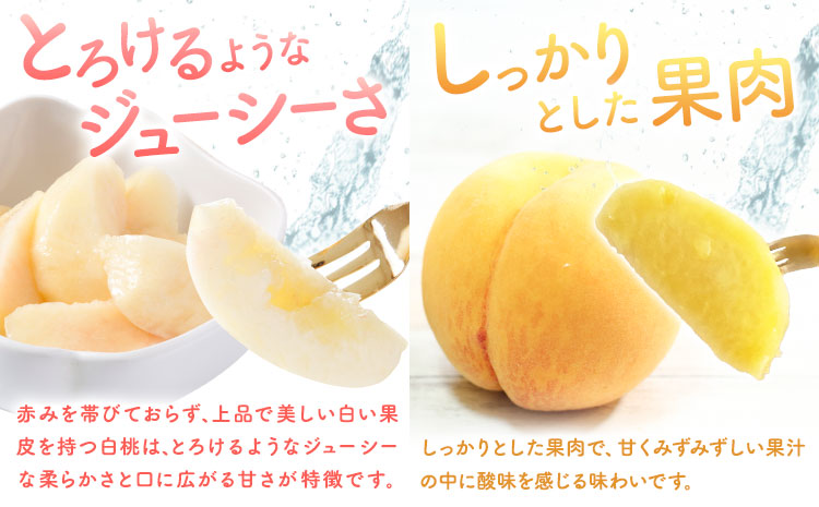 【2回定期便】桃 岡山の桃定期便 2回ｺｰｽ 岡山県産 岡山白桃 黄金桃 株式会社山博《2026年7月上旬-9月末頃出荷》岡山県 笠岡市 フルーツ 果物 白桃 もも お取り寄せ【配送不可地域あり】---Y-42---