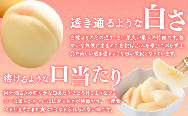 桃 ぶどう 詰合 岡山白桃 2玉(1玉220g以上) ニューピオーネ1房(1房480g以上) シャインマスカット 晴王 1房(1房480g以上) 化粧箱入 株式会社山博《2026年7月下旬-8月中旬頃出荷》岡山県 笠岡市 フルーツ 果物 葡萄 マスカット もも お取り寄せ【配送不可地域あり】---Y-34a---