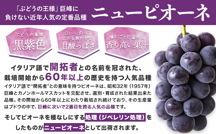 岡山県産 秀品  ニューピオーネ 約600g 1房《8月下旬-10月中旬頃出荷》岡山県 笠岡市 葡萄 果物 秀品 スイーツ フルーツ デザート 秋旬---kasaoka_zsy_36_06---