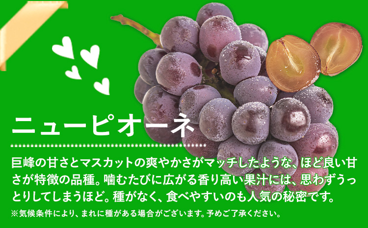 岡山県産 秀品 シャインマスカット ニューピオーネ 詰め合わせ 約1.2kg 2房 葡萄 果物 厳選出荷 スイーツ フルーツ デザート 岡山県 笠岡市《9月中旬-11月上旬頃出荷》数量限定 秋旬 種なしぶどう---kasaoka_zsy_38_12---