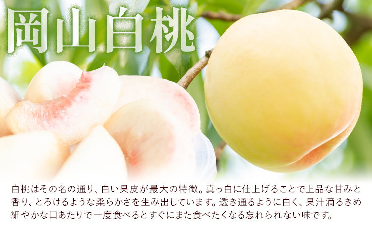 岡山白桃 5玉 (1.5kg以上) 等級ロイヤル 化粧箱入り 株式会社山博 (中本青果)《2026年7月上旬‐8月中旬頃出荷》岡山県 笠岡市 桃 もも フルーツ 旬 果物 国産 岡山県産 送料無料 冷蔵 化粧箱【配送不可地域あり】---Y-24a---