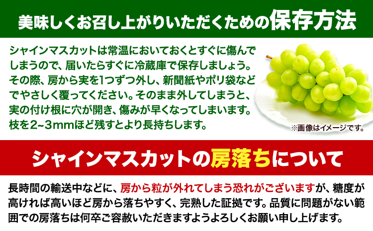 2024年産先行予約】食べ比べセット たたらみねらる シャインマスカット 瀬戸ジャイアンツ 各1房 1.3kg以上《8月下旬-10月下旬頃出荷》岡山県  笠岡市 マスカット ぶどう ブドウ 葡萄 フルーツ 果物 たたらみねらる 食べ比べ セット---2-23a---: 笠岡市ANAのふるさと納税