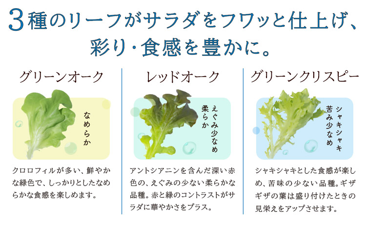 サラトリオ 12個セット 野菜 レタス 3種のレタス グリーンオーク レッドオーク グリーンクリスピー 《30日以内に出荷予定(土日祝を除く)》 JA晴れの国岡山 笠岡アグリセンター 野菜 岡山県 笠岡市---H-58---