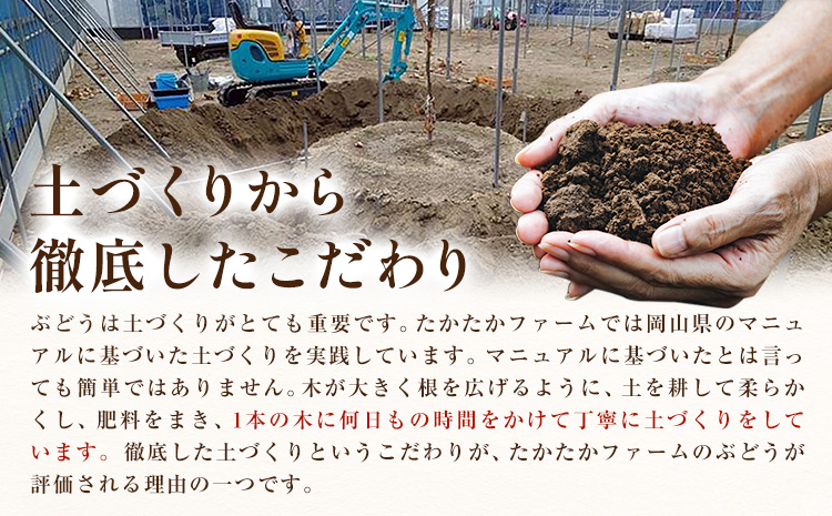 ぶどう ピオーネ オーロラブラック 計2房 1kg 以上 《8月下旬-9月中旬頃出荷》 たかたかファーム ブドウ 葡萄 黒系 果物 フルーツ ギフト 岡山県 笠岡市---T-34---