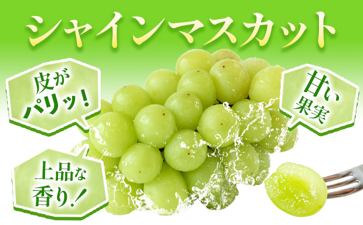 【先行予約】岡山県産 シャインマスカット 2房 (480g以上) 有限会社ホーティカルチャー神島《7月中旬-8月中旬頃に出荷予定(土日祝除く)》 岡山県 笠岡市 マスカット ぶどう 葡萄 果物 フルーツ【配送不可地域あり】---H-69---