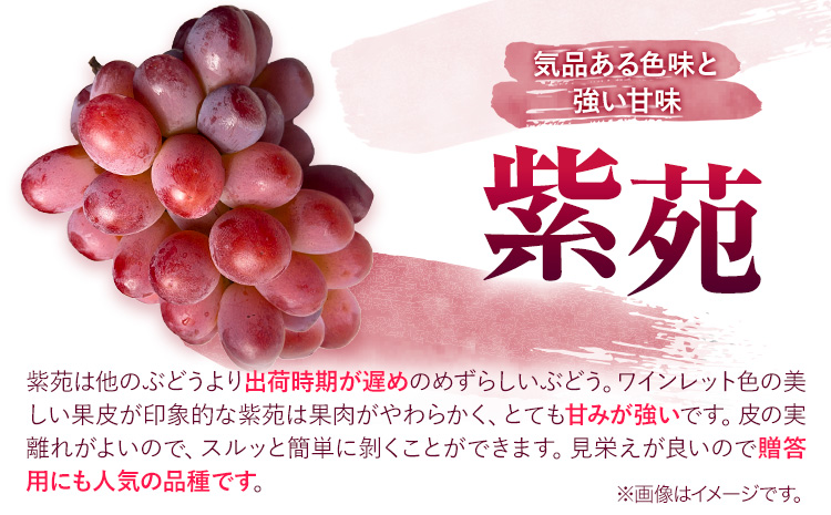 ぶどう 葡萄 岡山県産 紫苑 しえん 大1房 (約750g以上) FARMANIC《9月上旬-10月末頃出荷》岡山県 笠岡市 送料無料 フルーツ 果物 ブドウ 人気品種 お取り寄せフルーツ【配送不可地域あり】---B-98---