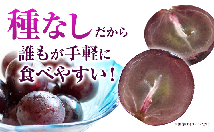 家庭用つる付きニューピオーネ 3房(1房530g以上)【配送不可地域あり】有限会社ホーティカルチャー神島 令和8年産先行受付《9月中旬-10月下旬頃出荷》岡山県 笠岡市 送料無料 葡萄 フルーツ 果物 ニューピオーネ つる付き お取り寄せフルーツ---H-35b---