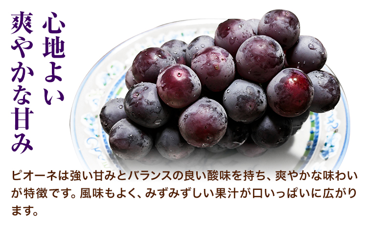 岡山県産ニューピオーネ＆シャインマスカット「晴王」 Bセット （1房580g以上） 先行受付《9月上旬-10月下旬頃》【配送不可地域あり】---H-86---