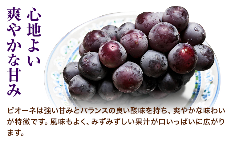 岡山県産ニューピオーネ 2房（580g以上） 先行受付 《9月中旬-10月下旬頃出荷》 【配送不可地域あり】---H-76---