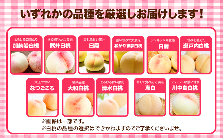 先行受付 岡山県産 白桃 1玉 240g以上 6玉入り ロイヤル 《7月中旬-8月下旬頃出荷》 【配送不可地域あり】---H-65---