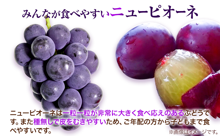 岡山白桃 2玉 & ピオーネ 380g & シャインマスカット 380g 詰合せ 小セット 先行受付 《7月上旬-8月中旬頃出荷》【配送不可地域あり】---H-82---