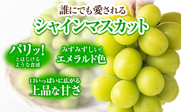【2026年発送先行予約】 シャインマスカット 岡山 約650g 1房 厳選 旬 ぶどう ブドウ 葡萄 マスカット 果物 フルーツ ギフト 岡山県 笠岡市 訳あり クール便 爽やか 贅沢《2026年9月上旬‐11月中旬頃出荷》---kasaoka_zsy_220_650---