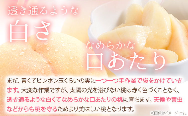 【先行予約】岡山の桃 約750g 《2026年6月下旬-9月上旬頃出荷》 ご家庭用 訳あり 白桃 岡山 はくとう スイーツ フルーツ 果物 デザート 旬 モモ もも 先行予約 送料無料 果物 岡山県 笠岡市 清水白桃 白鳳 白麗 クール便---kasaoka_zsy_148_750---