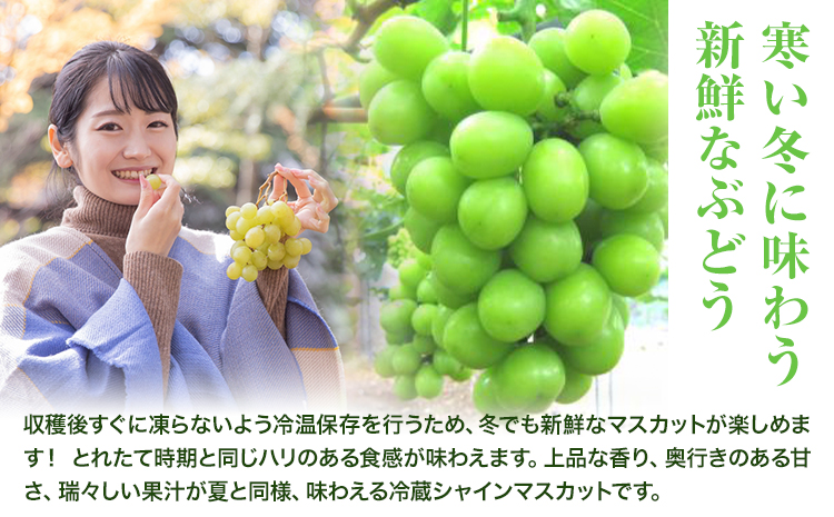 【2026年発送先行予約】岡山県産 冷蔵シャインマスカット (1房540g以上2房入り) 《2026年11月下旬-12月中旬頃出荷》【配送不可地域あり】---H-28b---