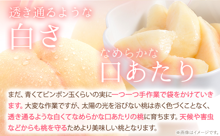 【先行予約】 岡山の桃 約2.6kg(約1.3kg×2箱) 《2026年6月下旬-9月上旬頃出荷》 ご家庭用 訳あり 白桃 はくとう フルーツ 果物 旬 岡山県 笠岡市 モモ もも 先行予約 送料無料 清水白桃 白鳳 白麗 送料無料 クール便---kasaoka_zsy_150_26---