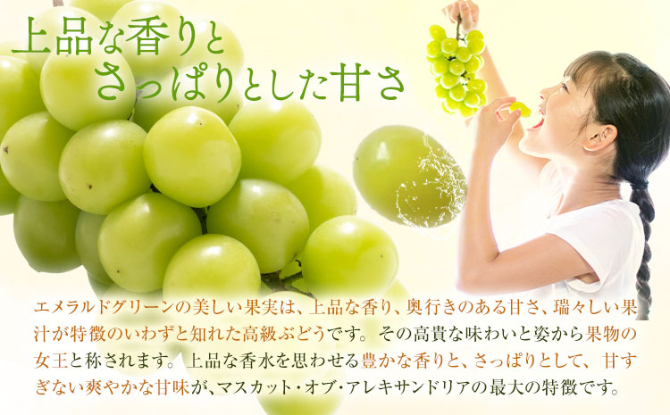 【2026年先行予約】マスカット オブ アレキサンドリア 1房(1房600g以上) 秀品以上 化粧箱入 株式会社山博(中本青果)《2026年7月中旬-8月中旬頃出荷》岡山県 笠岡市 ぶどう マスカット 秀品 果物 送料無料【配送不可地域あり】---Y-29---