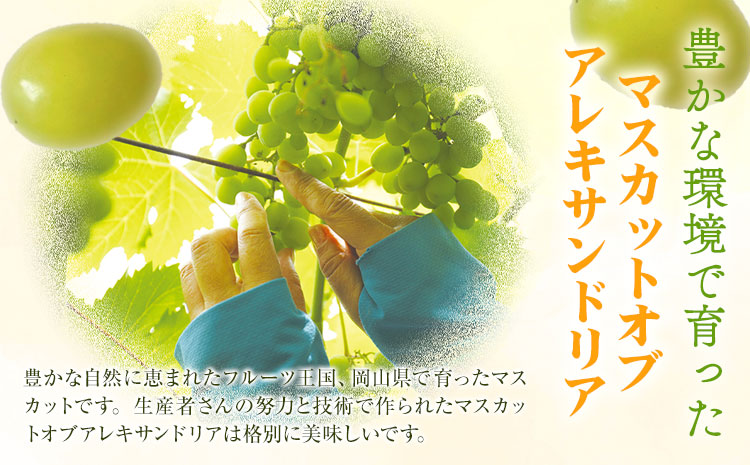 【3回定期便】ぶどう 定期便 計3回コース 岡山県産 シャインマスカット 晴王 ニューピオーネ マスカットオブアレキサンドリア 化粧箱入り 株式会社山博《2026年7月上旬-9月末頃出荷》岡山県 笠岡市 フルーツ 果物 定期 ぶどう マスカット【配送不可地域あり】---Y-40a---