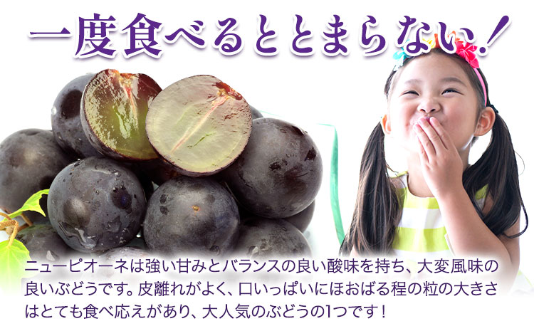 桃 ぶどう 詰合 岡山白桃 2玉(1玉220g以上) ニューピオーネ1房(1房480g以上) シャインマスカット 晴王 1房(1房480g以上) 化粧箱入 株式会社山博《2026年7月下旬-8月中旬頃出荷》岡山県 笠岡市 フルーツ 果物 葡萄 マスカット もも お取り寄せ【配送不可地域あり】---Y-34a---