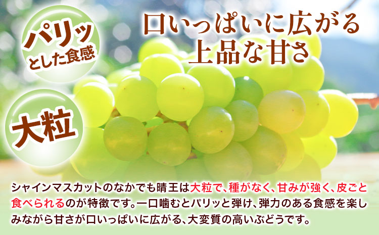 ぶどう 詰合 ニューピオーネ1房(1房480g以上) シャインマスカット 晴王 1房(1房480g以上) 化粧箱入り 株式会社山博《2026年8月下旬-10月上旬頃出荷》岡山県 笠岡市 フルーツ 果物 葡萄 マスカット お取り寄せ【配送不可地域あり】---Y-35---