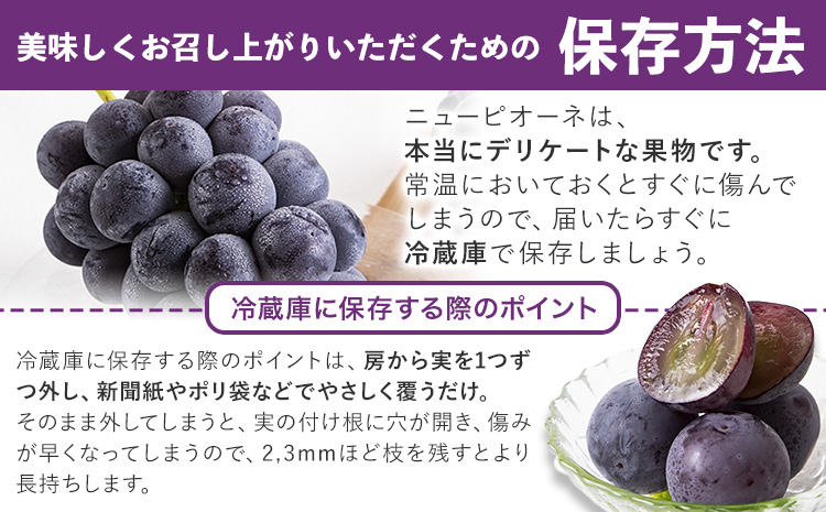 岡山県産 秀品 ニューピオーネ 約1.2kg 2房《8月下旬-10月中旬頃出荷》岡山県 笠岡市 葡萄 果物 秀品 スイーツ フルーツ デザート 秋旬---kasaoka_zsy_37_12---