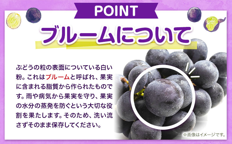 岡山県産 ニューピオーネ 約600g(1房) 《8月下旬-10月下旬頃出荷(土日祝除く)》岡山県 笠岡市 葡萄 果物 訳あり 優品 ---kasaoka_zsy_250_06---