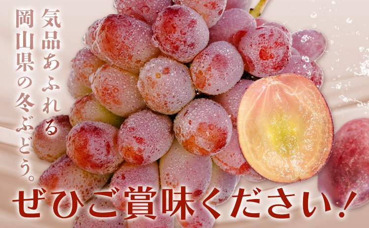 ぶどう 紫苑 しえん フルーツ 700g以上 1房 化粧箱入り 株式会社山博《2026年10月下旬-11月下旬頃出荷》岡山県 笠岡市 送料無料 ブドウ 果物 旬 国産 岡山県産【配送不可地域あり】 ---Y-31---